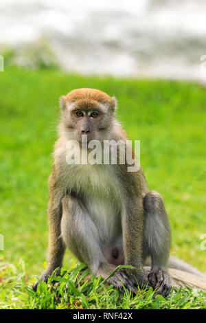 Krabbe - Essen Makaken (Macaca fascicularis) auf dem Boden in Bukit Lawang, Sumatra, Indonesien sitzen. Diese Macaque ist beheimatet in Südostasien. Stockfoto