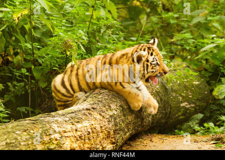 Amur/Sibirische Tiger Cub (Panthera tigris Altaica) Festlegung auf einen Baum Gähnen Stockfoto