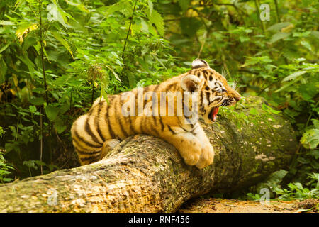 Amur/Sibirische Tiger Cub (Panthera tigris Altaica) Festlegung auf einen Baum Gähnen Stockfoto