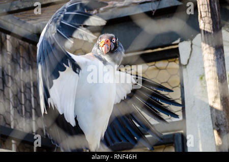 Ein Papst Geier mit offenen Flügeln in der Voliere in einen Zoo. Es ist eines der auffälligsten Geier der tropischen Wälder Stockfoto