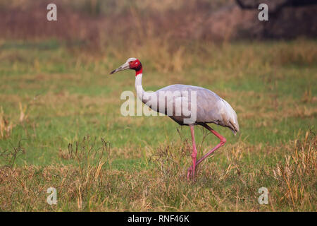 Sarus Crane (Grus Antigone) in Keoladeo Ghana National Park, Bharatpur, Rajasthan, Indien. Sarus Crane ist der höchste der fliegenden Vögel. Stockfoto