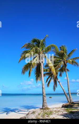 Palmen an der Küste von ouvea Lagune auf der Insel Ouvea, Loyalty Islands, New Caledonia. Die Lagune wurde als UNESCO-Weltkulturerbe im Jahr 2008 aufgeführt. Stockfoto