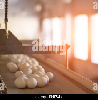 Huhn Eier bewegen sich entlang der Förderanlage auf der Hühnerfarm, die Produktion von Eiern auf der Geflügelfarm, Sonnenuntergang, innen Stockfoto