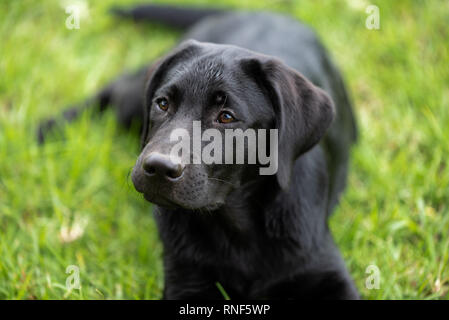 Das Porträt einer wunderschönen schwarzen Labrador Welpe liegend auf Gras. Stockfoto