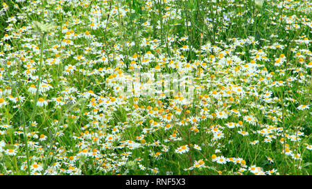 Blüten der Weißen schönen Gänseblümchen Blüte in das Feld ein. Sommer Gänseblümchen. Pflanzliche Blumen. Blühenden Gänseblümchen. Schönen sommer feld Stockfoto