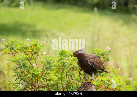 Eine lange-Crested eagle thront auf einem Baumstumpf bei fangen an der Afrikanischen Raubvogel Heiligtum, Natal Midlands, Südafrika. Stockfoto