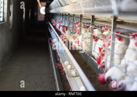 Moderne chicken Farm, die für die Produktion von Hühner und die Produktion von Eiern, die entlang der Förderanlage verschieben, kopieren, Transporter Stockfoto