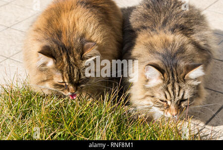 Langhaarige Katzen sibirische Rasse in einem Garten. Adorable Haustiere im Freien auf dem Gras Grün, hypoallergen Tiere von Viehbestand in Entspannen Stockfoto