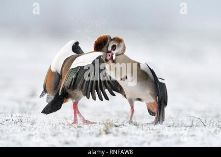 /Nilgaense Nilgänse (Alopochen aegyptiacus) im Winter, im aggressiven Kampf, harter Kampf, Kämpfen, aus deren Fängen, Wildlife, Europa. Stockfoto