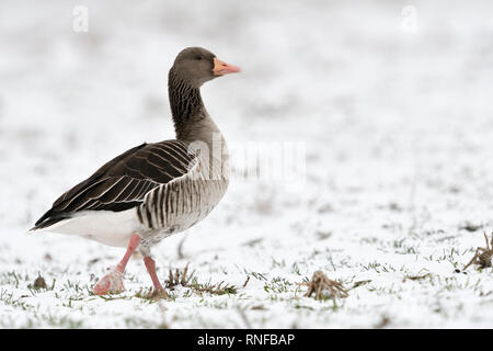 Graugans/Graugans (Anser anser) im Winter, Wandern/strutting über schneebedeckte Flächen, vorsichtig und aufmerksam, lustige Blicke, Tierwelt, Euro Stockfoto