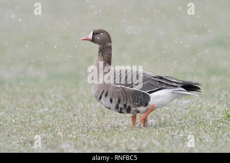 White-fronted goose/Blaessgans (Anser Albifrons) im Winter, Schneefall, wandern über Wiesen, einem Vogel, Wildlife, Europa. Stockfoto