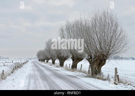 Pollard Weiden (Salix sp. ) Entlang einer Straße an Bislicher Insel/Bislicher Insel, schneebedeckte Felder, Niederrhein, Nordrhein-Westfalen, Ge Stockfoto