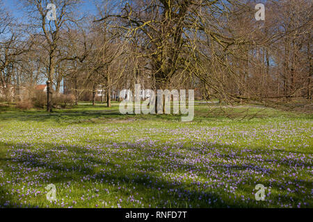 Krokusse (Crocus sp.), Husum Schlossgarten, Schleswig-Holstein, Deutschland, Europa Stockfoto