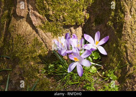 Krokusse (Crocus sp.), Husum Schlossgarten, Schleswig-Holstein, Deutschland, Europa Stockfoto