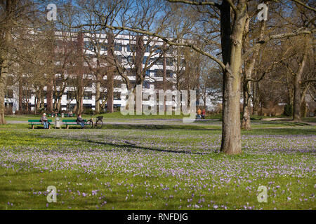 Krokusse (Crocus sp.), Husum Schlossgarten, Schleswig-Holstein, Deutschland, Europa Stockfoto