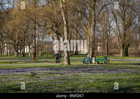 Krokusse (Crocus sp.), Husum Schlossgarten, Schleswig-Holstein, Deutschland, Europa Stockfoto