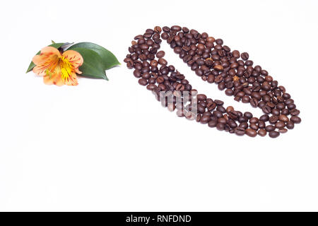 Gesäumt von kleinen Kaffeebohnen Kaffeebohnen und eine orange Hibiscus Blume auf einem weißen Hintergrund, kopieren Raum Stockfoto