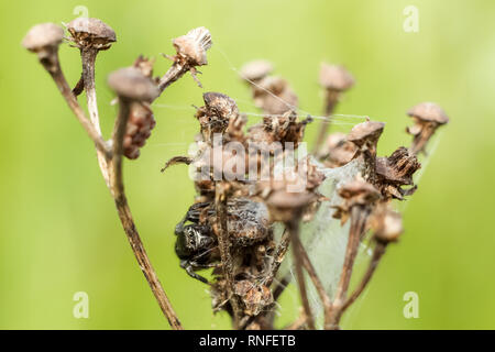 Kleine Spinne close-up Versteck auf einem trockenen Zweig, verschwommenes Grün Gelb Hintergrund Stockfoto