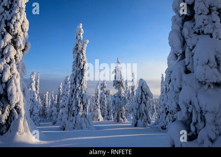 Schnee und Eis bedeckten Nadelbäume in Lappland, Finnland Stockfoto