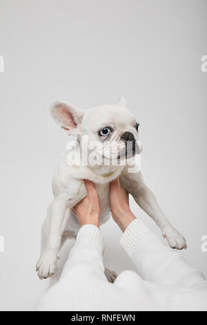 7/8-Ansicht von weiblichen Händen hält französische Bulldogge auf weißem Hintergrund Stockfoto