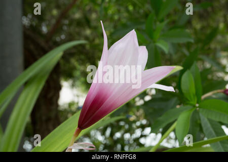 Kurzen Staubfaden regen Lily (Habranthus brachyandrus), pale pink Achstrichtern mit Deep Purple Kehle, in der Blüte während der Regenzeit, Asuncion, Paraguay Stockfoto