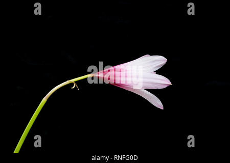 Kurzen Staubfaden regen Lily (Habranthus brachyandrus), pale pink Achstrichtern mit Deep Purple Kehle, in der Blüte während der Regenzeit, Asuncion, Paraguay Stockfoto