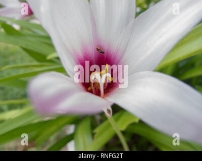 Kurzen Staubfaden regen Lily (Habranthus brachyandrus) Staubblatt, blass rosa Trompeten mit Deep Purple Kehle, in der Blüte während der Regenzeit, Asuncion, Paraguay Stockfoto