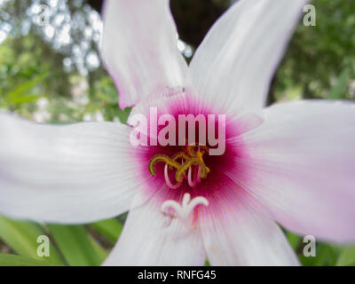 Kurzen Staubfaden regen Lily (Habranthus brachyandrus) Staubblatt, blass rosa Trompeten mit Deep Purple Kehle, in der Blüte während der Regenzeit, Asuncion, Paraguay Stockfoto