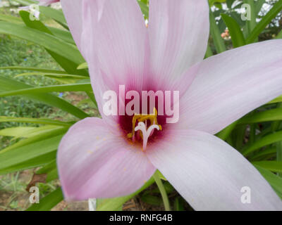 Kurzen Staubfaden regen Lily (Habranthus brachyandrus) Staubblatt, blass rosa Trompeten mit Deep Purple Kehle, in der Blüte während der Regenzeit, Asuncion, Paraguay Stockfoto