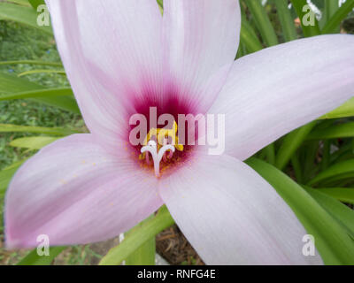 Kurzen Staubfaden regen Lily (Habranthus brachyandrus) Staubblatt, blass rosa Trompeten mit Deep Purple Kehle, in der Blüte während der Regenzeit, Asuncion, Paraguay Stockfoto