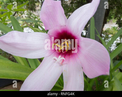 Kurzen Staubfaden regen Lily (Habranthus brachyandrus) Staubblatt, blass rosa Trompeten mit Deep Purple Kehle, in der Blüte während der Regenzeit, Asuncion, Paraguay Stockfoto