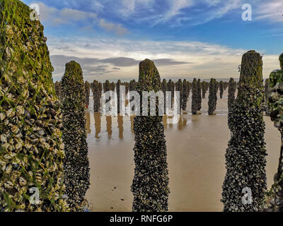 Ebbe freigelegt Reihen von Miesmuscheln kultiviert auf Roben an Pfosten befestigt in der Bucht von Wissant - Cap Gris Nez, Pas-de-Calais im Norden Frankreichs Stockfoto