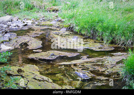 Schlamm und Algen auf stagnierenden und verschmutztes Wasser Stockfoto