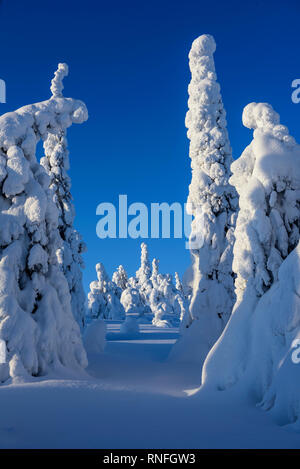 Schnee und Eis bedeckten Nadelbäume in Lappland, Finnland Stockfoto
