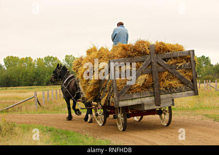 Ein unbekannter Mann auf einem Wagen von Heu von einem Pferd gezogen wird. Stockfoto