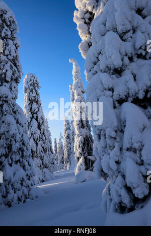 Schnee und Eis bedeckten Nadelbäume in Lappland, Finnland Stockfoto