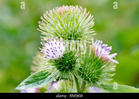 Weniger Klette (arctium Minus), in der Nähe von einer einzigen Blume Kopf, die angespannt Hüllblätter. Stockfoto