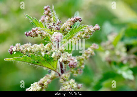 Stechen oder Brennnessel (Urtica dioica), in der Nähe der Oberseite einer Pflanze in Blüte. Stockfoto