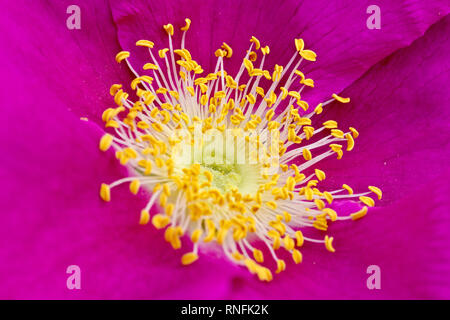 Wild Rose (Rosa rugosa alba), in der Nähe des Stadtzentrums von einer Blume, Detail der Stigmatisierung und Staubblätter. Stockfoto