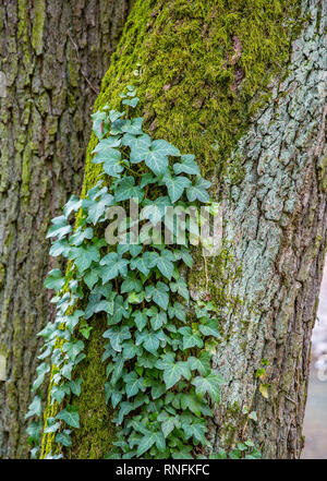 Grünen wilden Efeu wächst die Seite der e Baum mit Moss Stockfoto