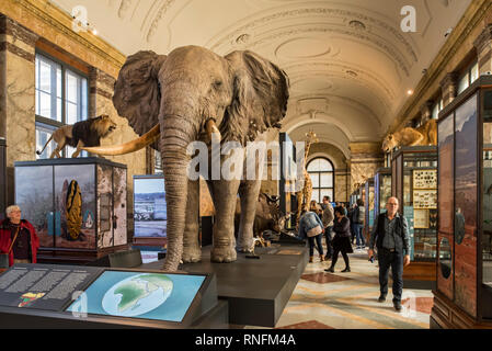 Gefüllte afrikanische Tiere in der AfricaMuseum/Königliches Museum für Zentralafrika, Ethnographie und Natural History Museum in Tervuren, Belgien Stockfoto