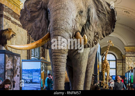 Gefüllte afrikanische Tiere in der AfricaMuseum/Königliches Museum für Zentralafrika, Ethnographie und Natural History Museum in Tervuren, Belgien Stockfoto