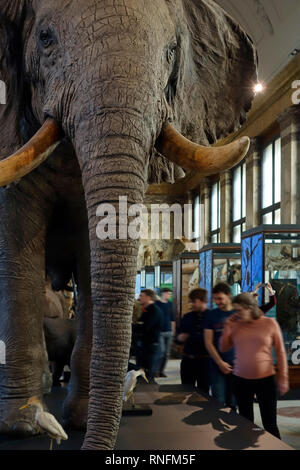 Gefüllte afrikanische Tiere in der AfricaMuseum/Königliches Museum für Zentralafrika, Ethnographie und Natural History Museum in Tervuren, Belgien Stockfoto