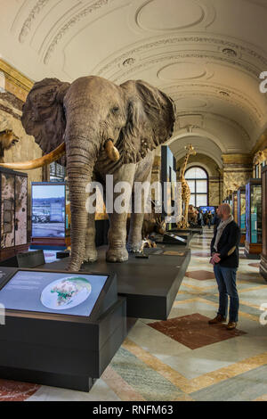 Gefüllte afrikanische Tiere in der AfricaMuseum/Königliches Museum für Zentralafrika, Ethnographie und Natural History Museum in Tervuren, Belgien Stockfoto