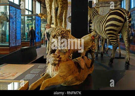 Gefüllte afrikanische Tiere in der AfricaMuseum/Königliches Museum für Zentralafrika, Ethnographie und Natural History Museum in Tervuren, Belgien Stockfoto