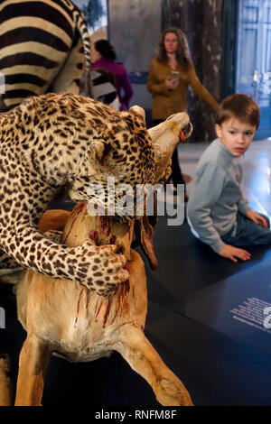 Gefüllte afrikanische Tiere in der AfricaMuseum/Königliches Museum für Zentralafrika, Ethnographie und Natural History Museum in Tervuren, Belgien Stockfoto