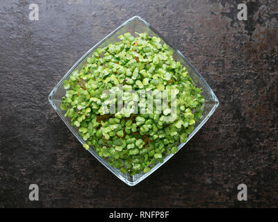 Brokkoli Raab (Brassica rapa var. cymosa) Sprossen Stockfoto