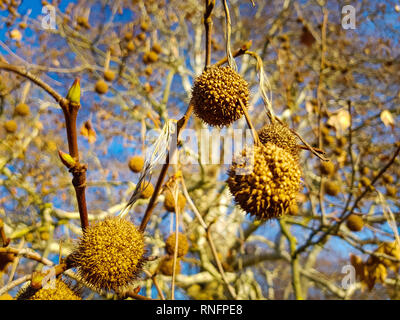 In der Nähe von Früchten der Platane im Frühjahr in goldenes Sonnenlicht abgedeckt werden, eine große Platane und den blauen Himmel im Hintergrund Stockfoto