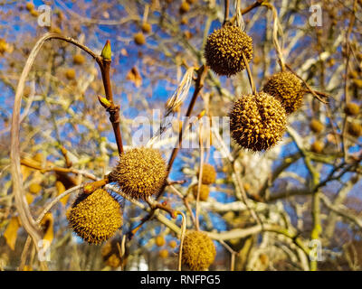In der Nähe von Früchten der Platane im Frühjahr in goldenes Sonnenlicht abgedeckt werden, eine große Platane und den blauen Himmel im Hintergrund Stockfoto