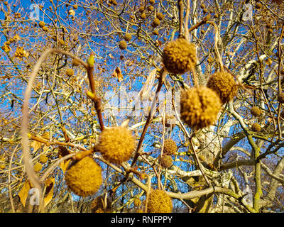 In der Nähe von Früchten der Platane im Frühjahr in goldenes Sonnenlicht abgedeckt werden, eine große Platane und den blauen Himmel im Hintergrund Stockfoto
